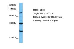SEC24C Rabbit anti-Human, Polyclonal, Novus Biologicals 0.1ml; Unconjugated:Antibodies,